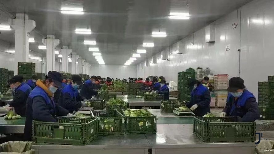 【日本工作】食品工厂招聘蔬菜包装人员|不需要日语，可带家属！